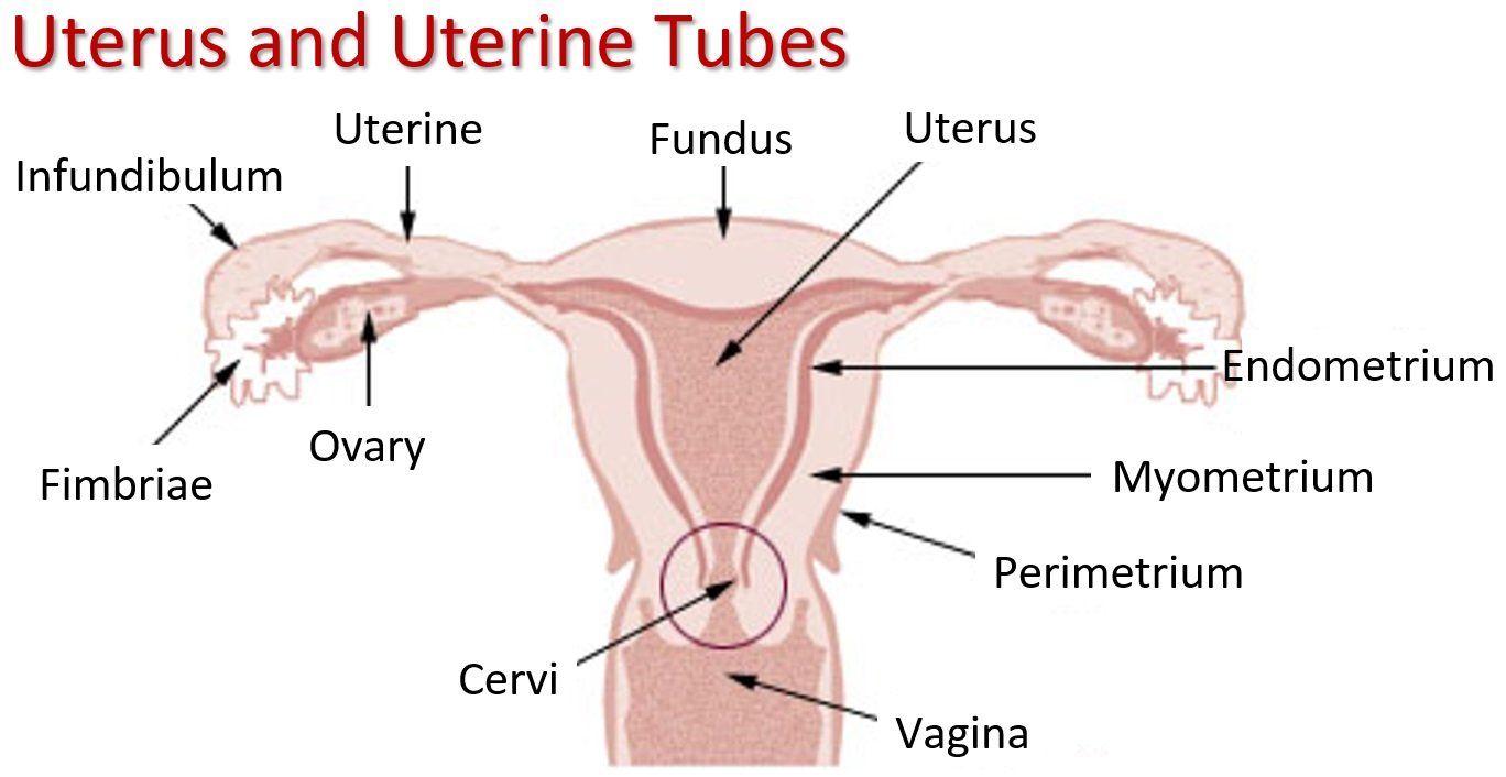 best of Cer cervix Penetrate