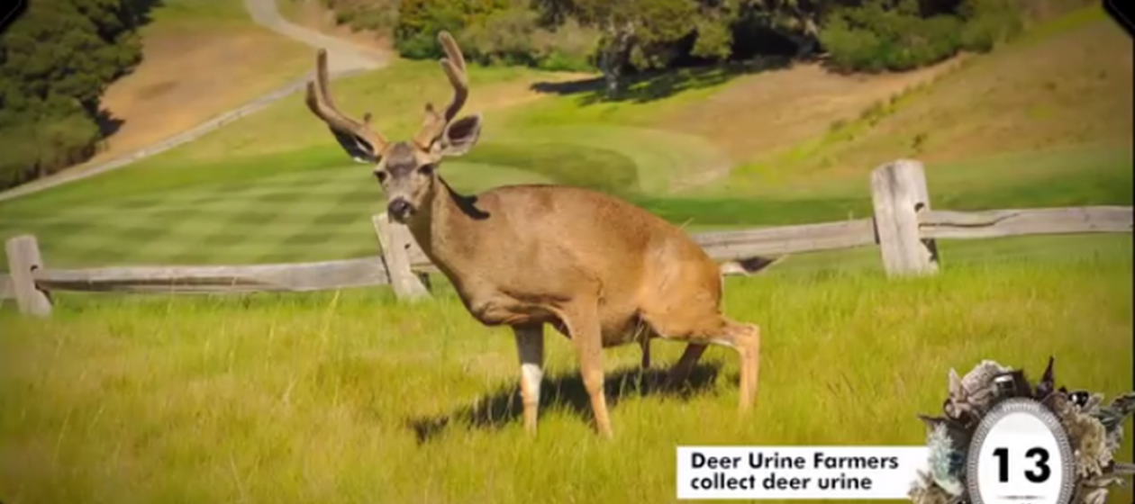 best of Human Deer pee hunting