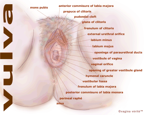 Zenith reccomend Labia mons vulva