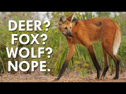 Jetson reccomend Wolf and deer having sex