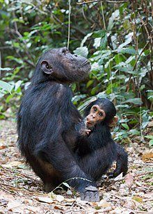 Huddle reccomend Wikipedia large ape sperm