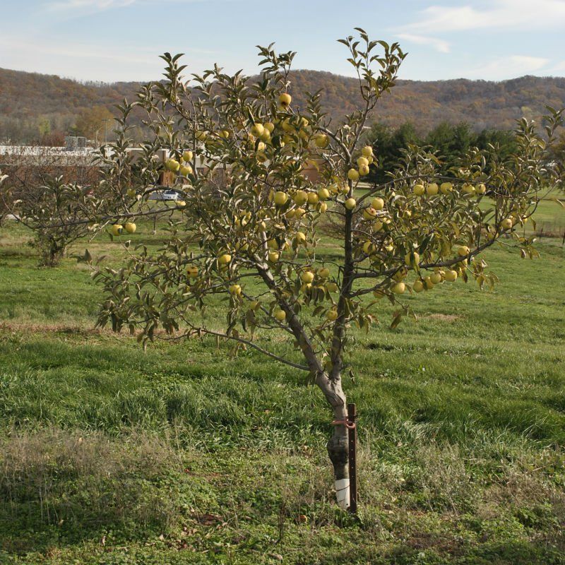 Mature fruit trees for sale