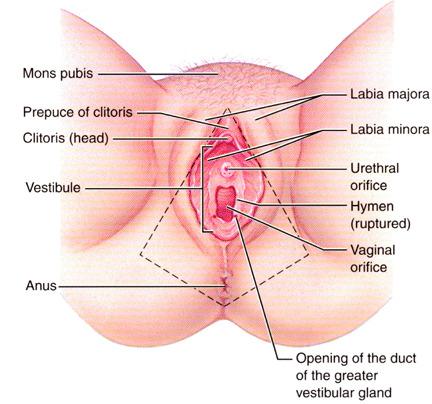 Swollen vagina hole