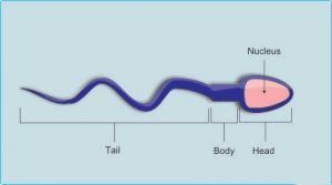 Sperm cell body