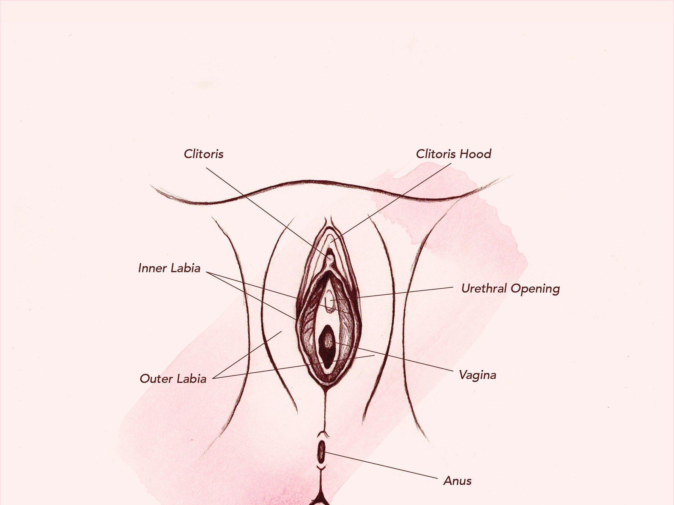 best of Clitoris Details of