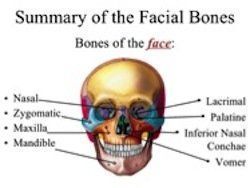Smallest facial bone