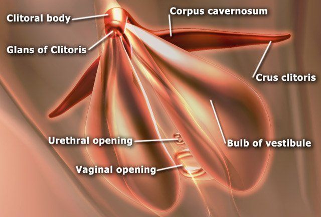 best of The clitoris Pleasure