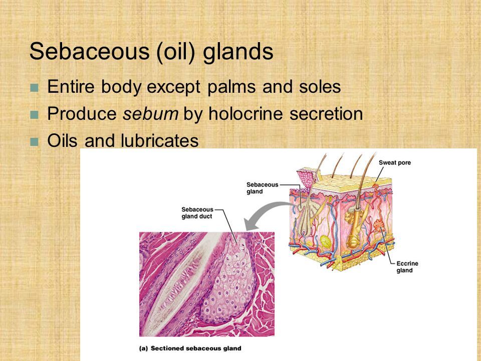 Body secretion anal oil