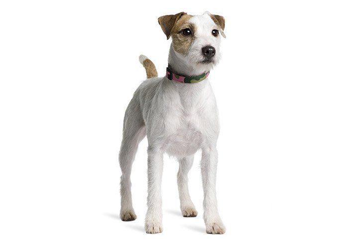 Boomstick reccomend Jack russell off breeds