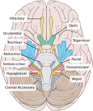 Polar reccomend Facial nerve trigeminal