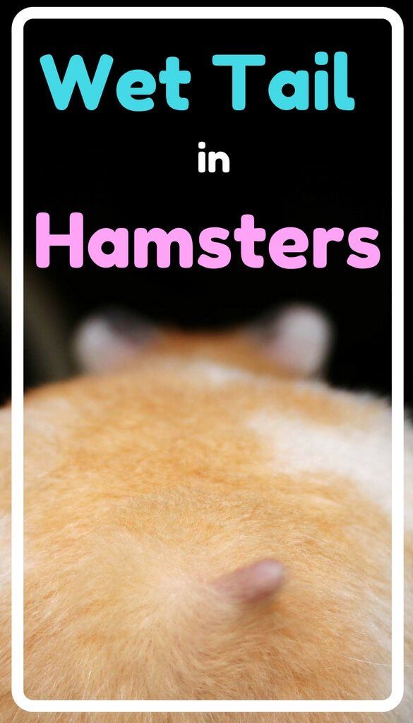 best of Anus Hamster up