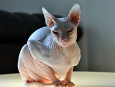 Bald pussy cat
