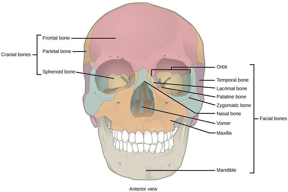 Smallest facial bone