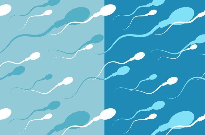 Split /. S. reccomend Body make new sperm