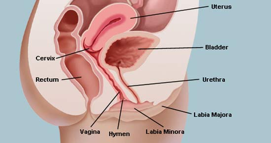 best of Hole Swollen vagina
