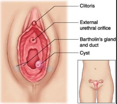 Daisy C. reccomend Clogged glands in your clitoris