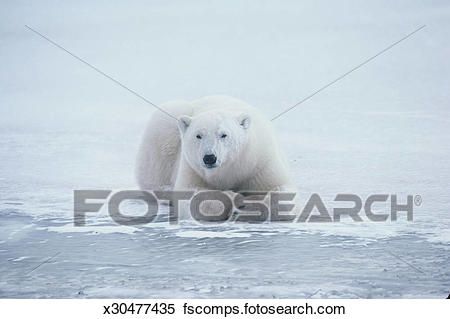 Nude polar bear clipart