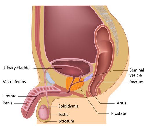 Prostate and sperm