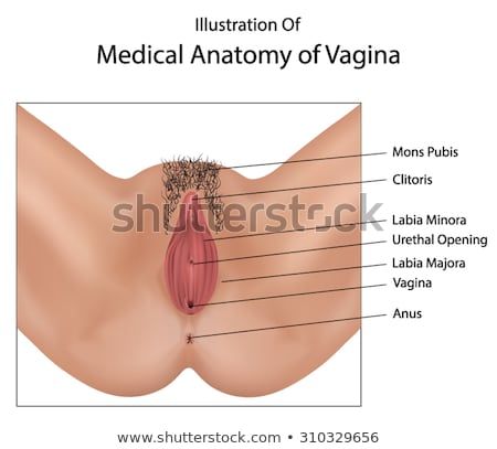 Labia mons vulva