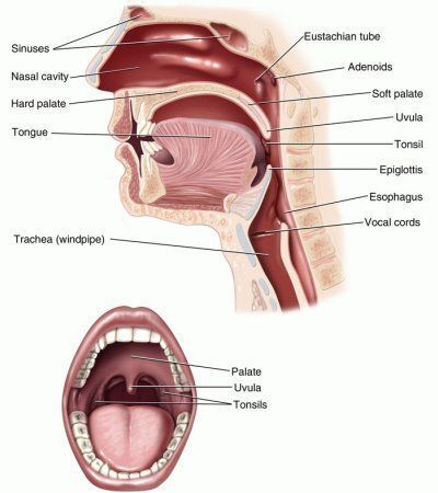 Lifesaver reccomend Deep throat teqniques