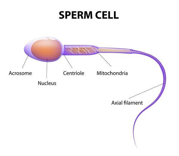best of Of sperm cell Production