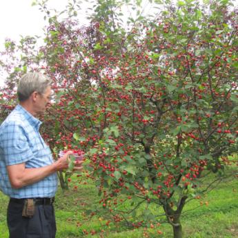 Minty reccomend Mature fruit trees for sale