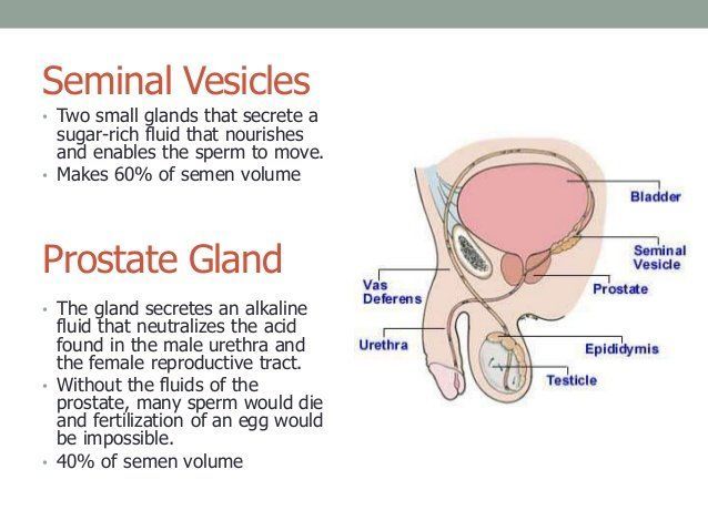 best of Sperm Prostate and
