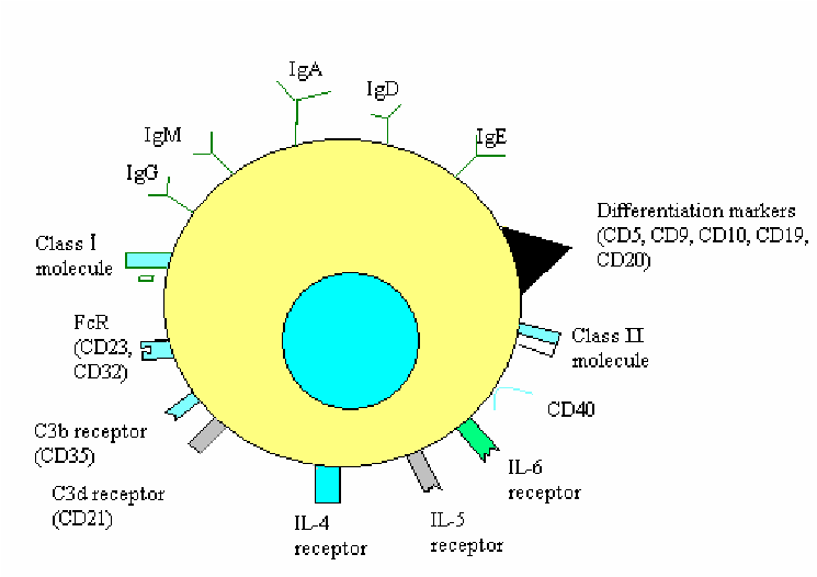 B lymphocytes mature