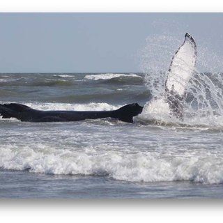best of Whale 2004 Sperm cb september 18 rescue