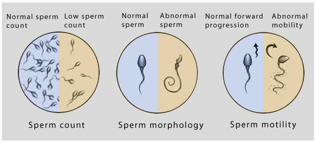 Protein reccomend Improve sperm motility naturally