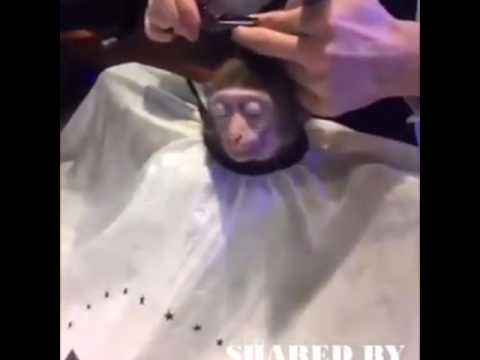 Scavenger reccomend Best shaved monkey