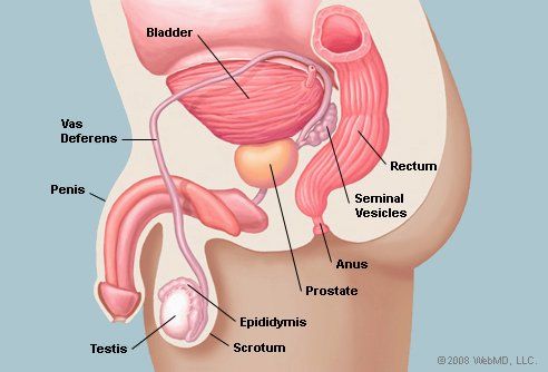 Geneva reccomend Prostate and sperm