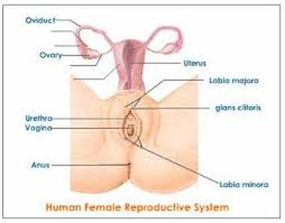 best of Organ Female guide sex
