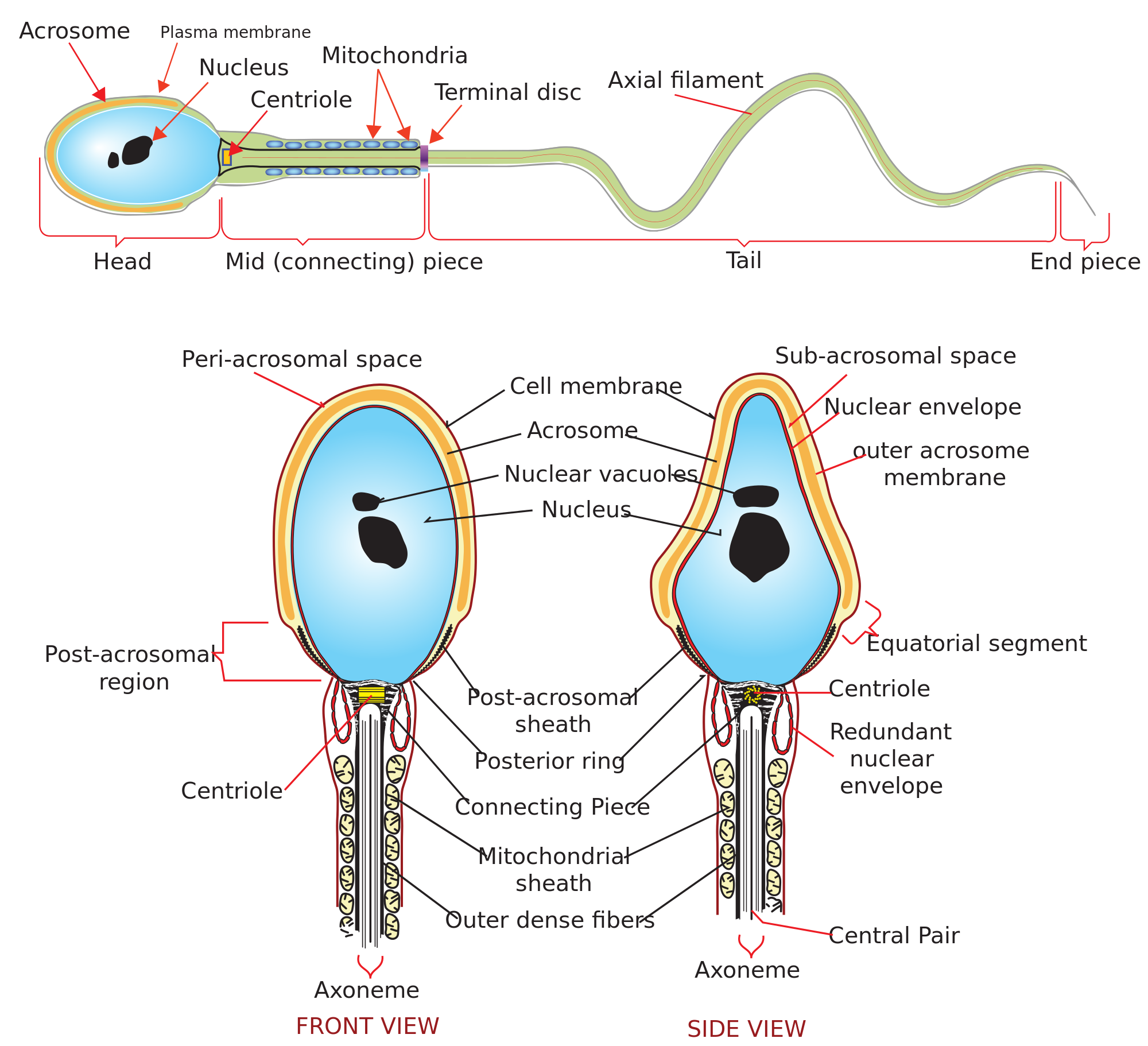 best of Of sperm cell Production