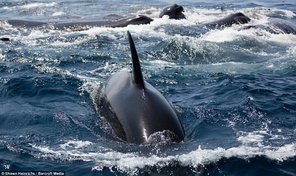 Tokyo reccomend Sperm whale attack