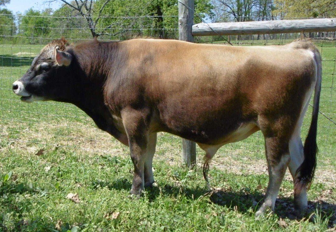 best of Sperm Jersey cow