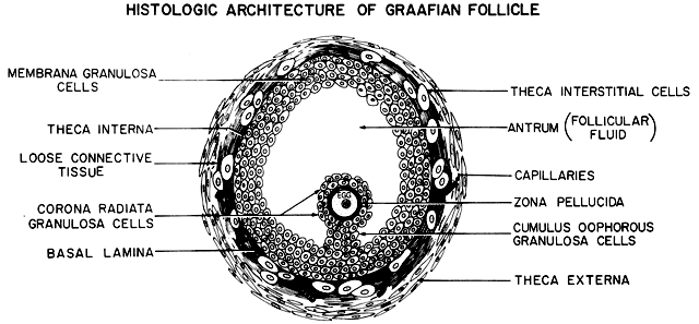 best of Mature of ovary the the In graafian follicle or