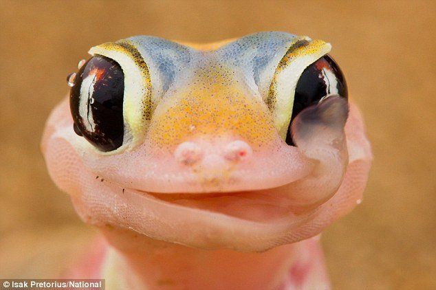 Gunslinger reccomend Why do geckos lick their eyeballs