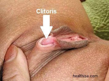 Pleasure the clitoris