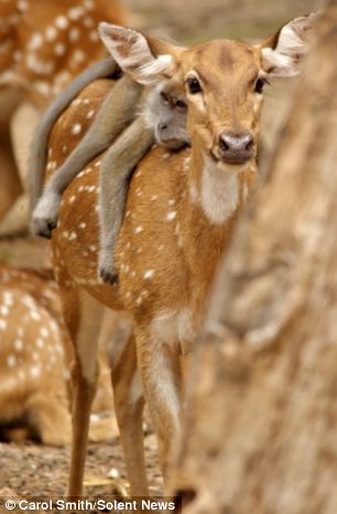 Bambi deer sex