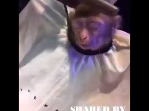 Best shaved monkey