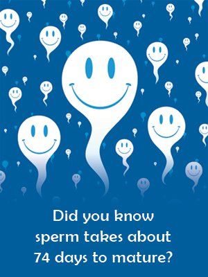 Body make new sperm