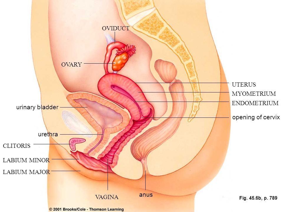 best of Insert Urethra clit worms bladder