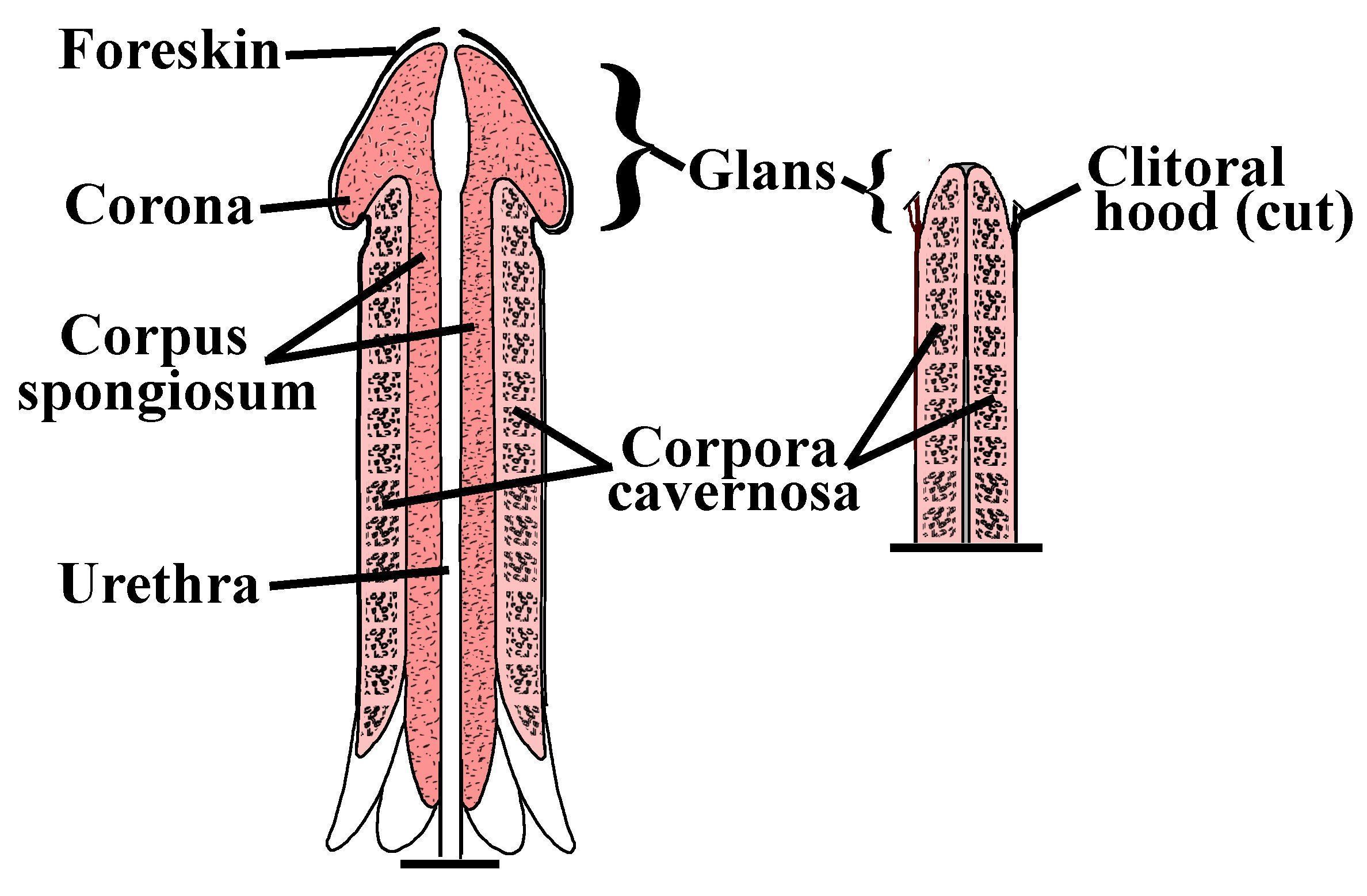 Clitoris pic structure