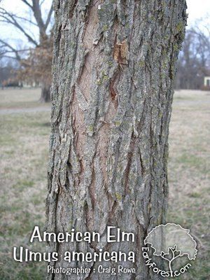 Banjo H. reccomend Elm tree pissing elm