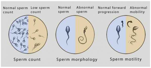 best of Amounts Naturally increase sperm