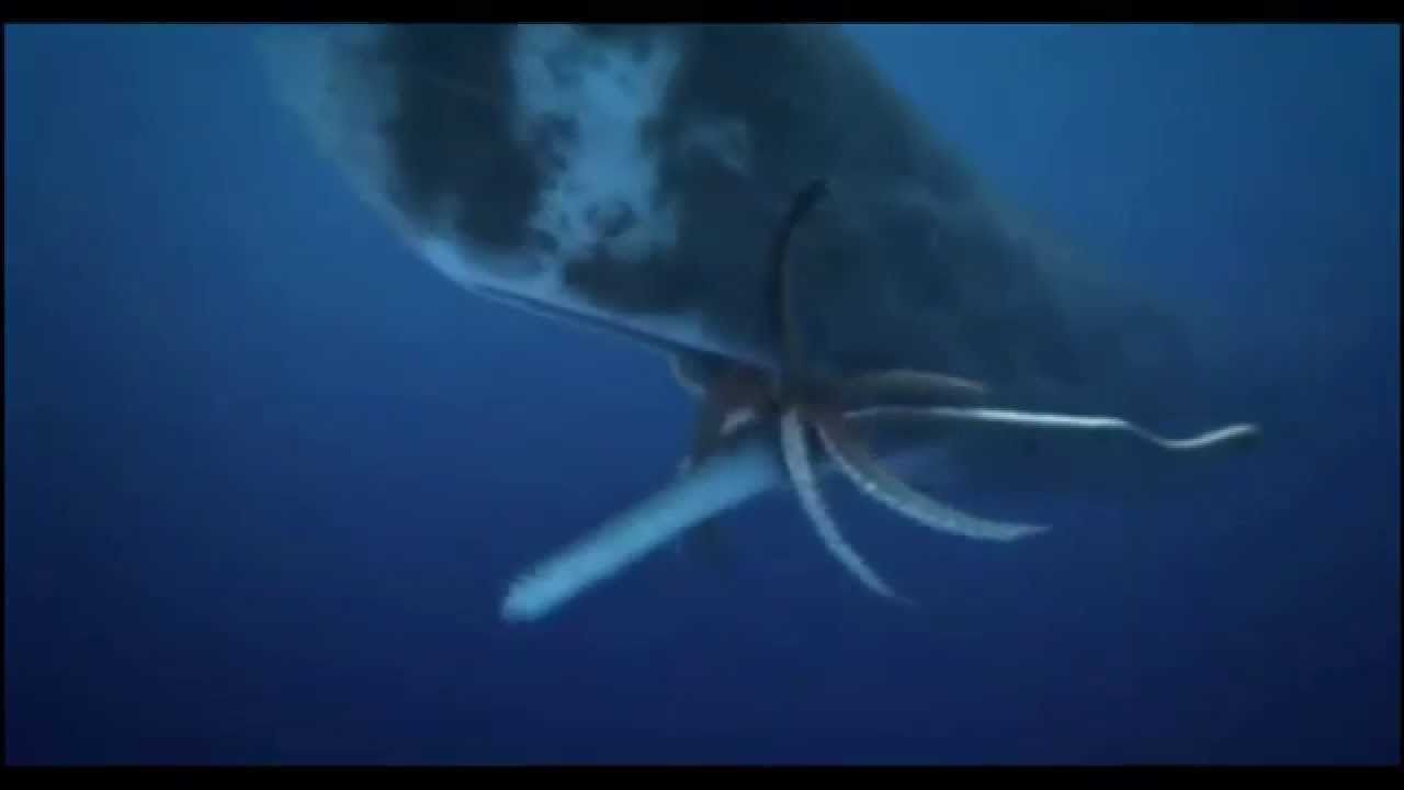 best of Sperm squid Discovery whale