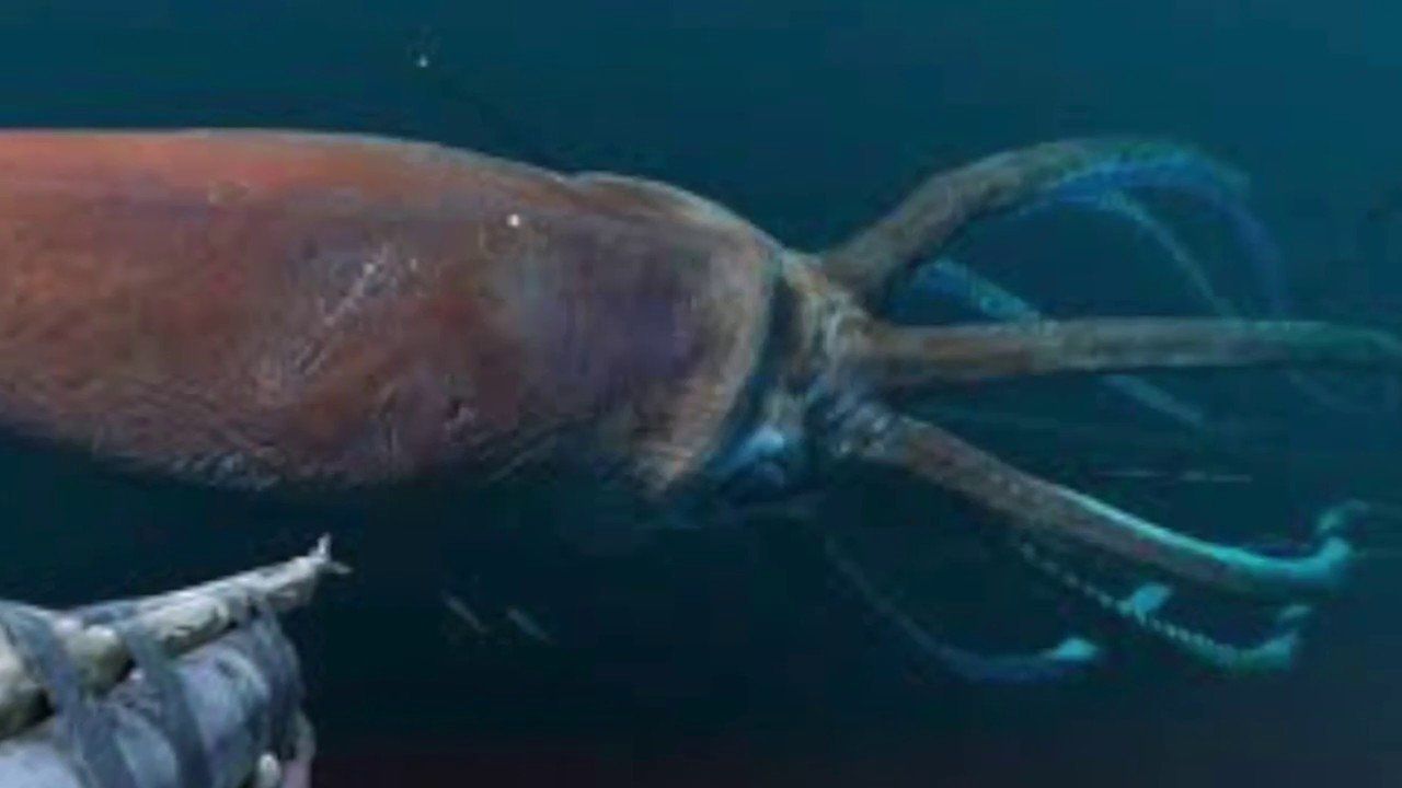 best of Sperm squid Discovery whale