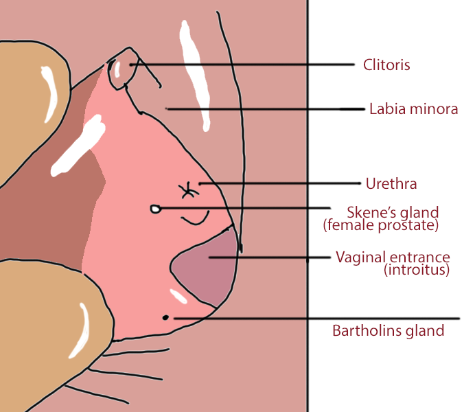 best of Glands your clitoris in Clogged