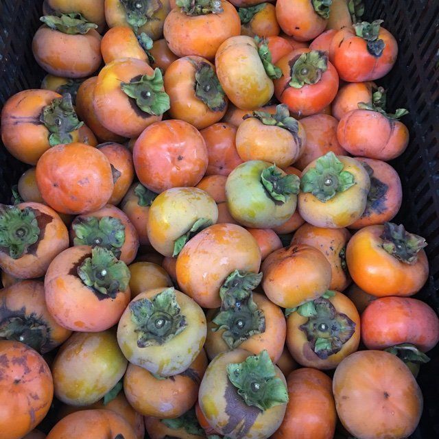 Snicky S. reccomend Asian persimmon production